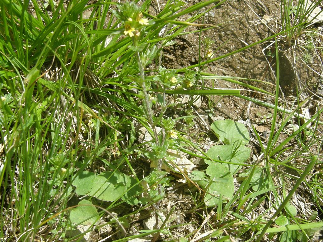 Euphrasia minima / Eufrasia minima
